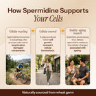 AIM Spermidine