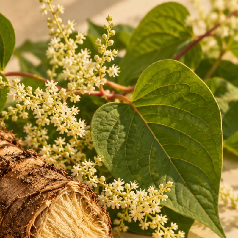 Plant Polyphenol